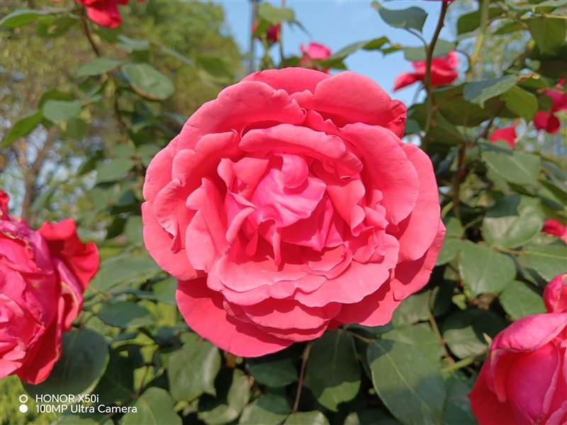 一亿像素兼顾轻薄!荣耀X50i评测:超大双存千元行列新标杆