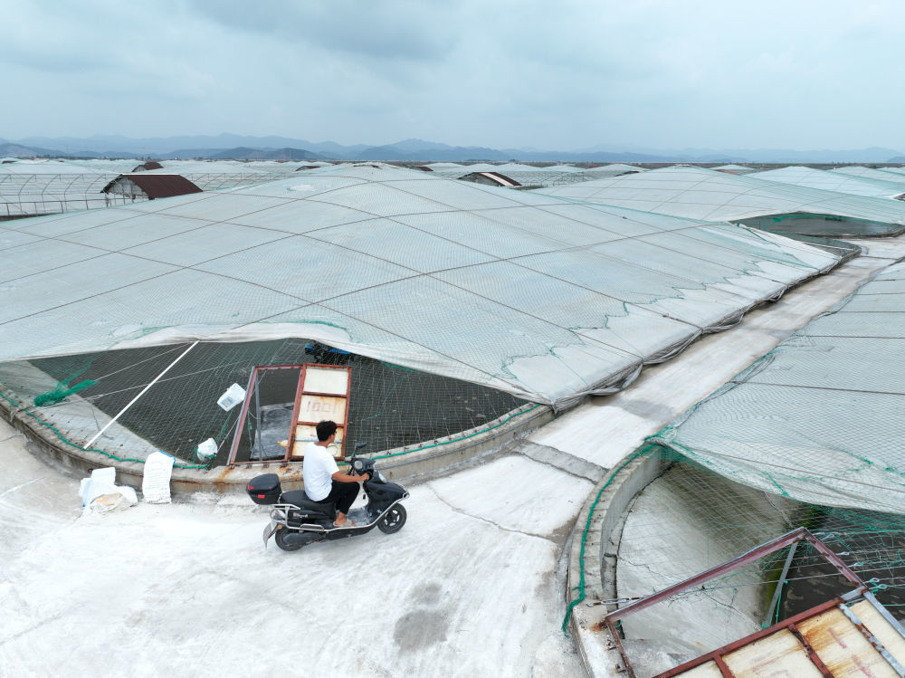 在三门湾蛇蟠岛上的一家水产养殖企业，工作人员在养殖对虾的小棚间巡察。