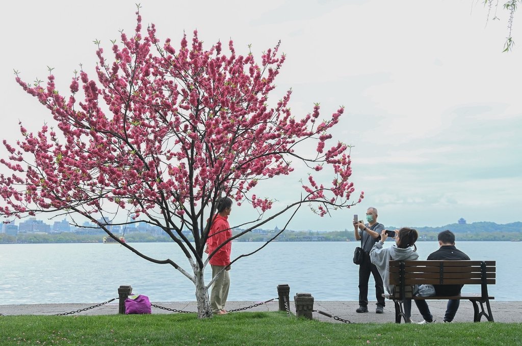 2023年4月4日,浙江杭州,西湖保俶塔前桃红柳绿。江南春日,西湖白堤桃红柳绿,浓浓春意吸引游人。