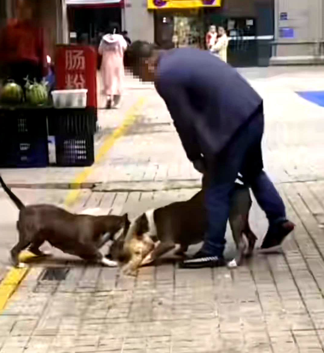 半脊椎狗狗」身世超悲慘被領養後露出超治癒笑容：我有家了～ - 寵物星人的秘密基地, image size:1071x1168