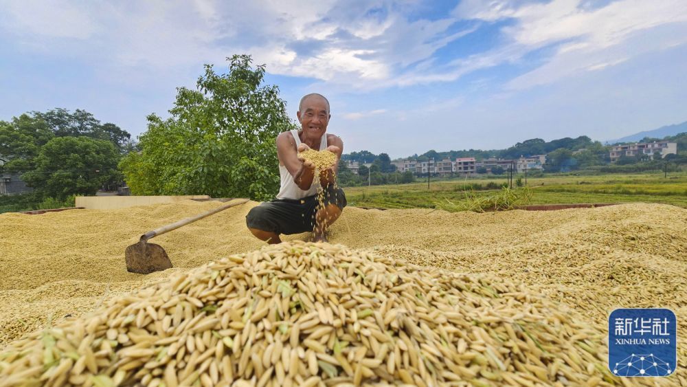 8月20日,湖南省常宁市板桥镇西洞村农民展示刚收获的稻谷