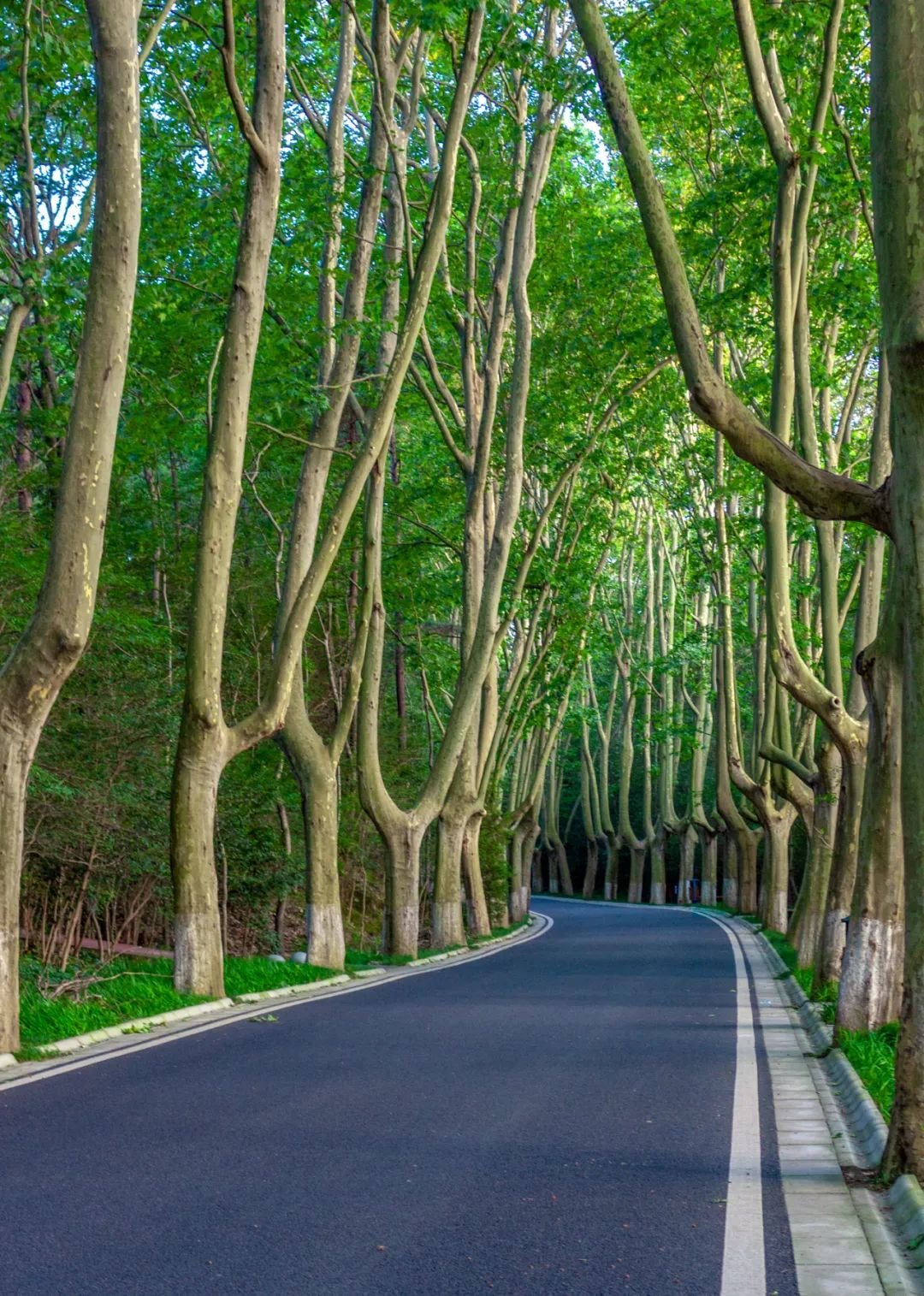 图片|南京钟山梧桐大道 · 摄图网 ©