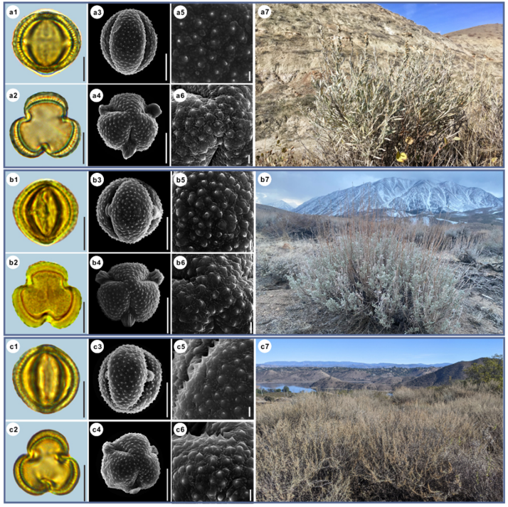 ▲正如蒿属是一个多样性很高的类群，不同种的蒿花粉也有着不同的模样（引自参考资料 Lu et al.,2022)