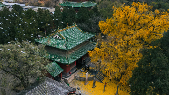 嵩山古银杏