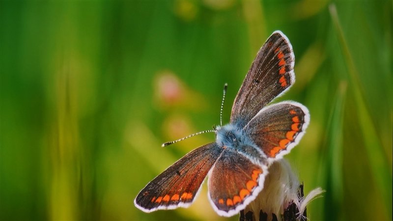 色彩亮度我都要!Vidda C1S评测:三色激光画质优秀 同亮度碾压单激光