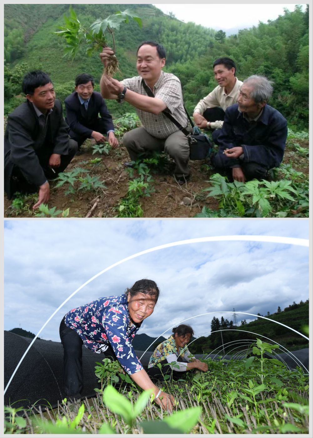 拼版照片：上图为浙江省中药研究所有限公司正高级工程师俞旭平（中）向淳安县下姜村村民传授中药材种植技能（资料照片）；下图为7月3日，村民在淳安县下姜村一片种植基地查看中药材扦插苗的生长情况（新华社记者翁忻旸摄）。新华社发