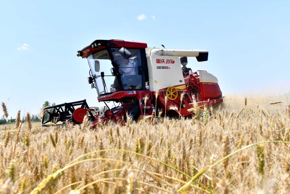 在山东省惠民县桑落墅镇，农民驾驶农机收获小麦（2022年6月7日摄）。新华社记者 郭绪雷 摄
