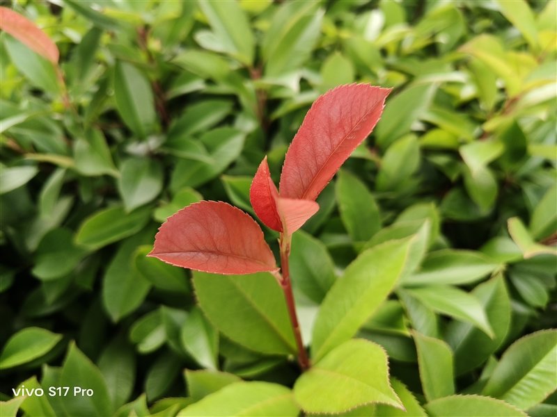 8mm机身以下我最能打!vivo S17 Pro评测:3499元轻薄手机之王