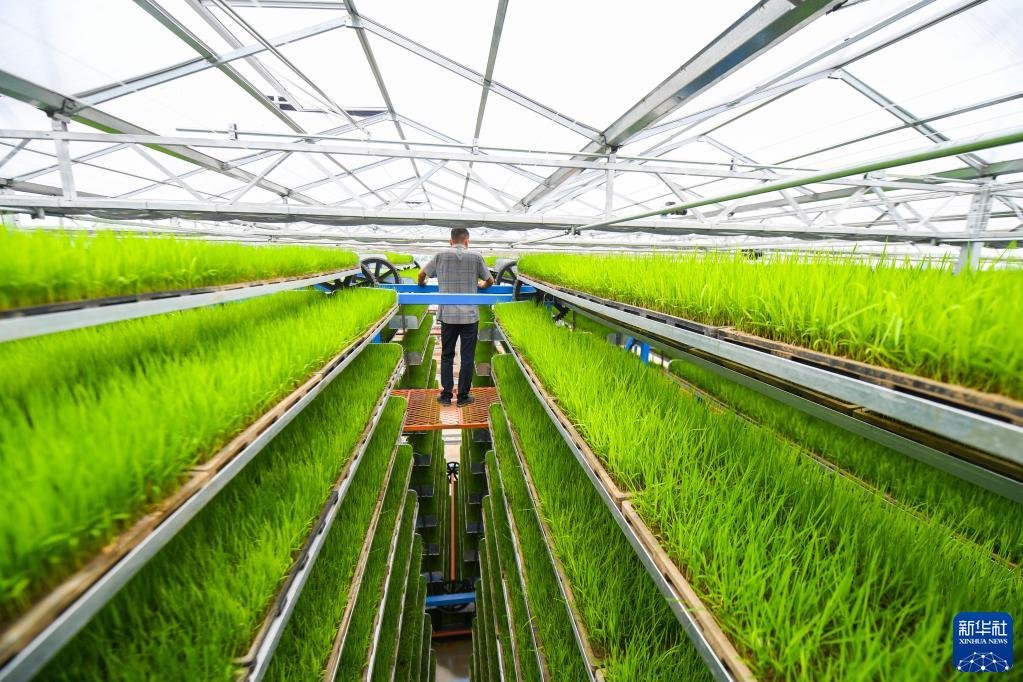 水稻示范基地,当地种粮大户王程淋在查看循环式智能育秧机上的秧苗