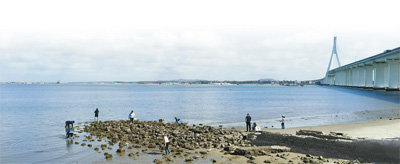 北港岛沿海滩涂上,游客在赶海拾贝。以上图片均为王聘钊摄