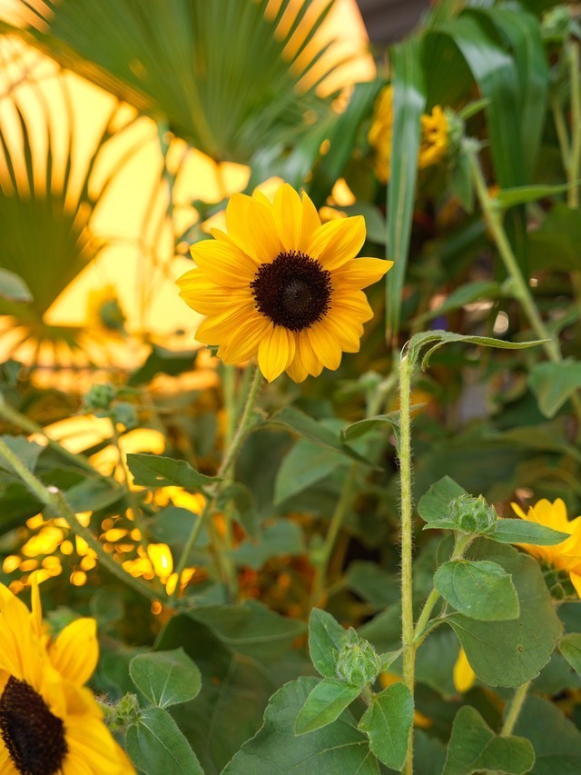 哈苏XCD 4/28P评测:轻量化高素质的入门级广角镜头