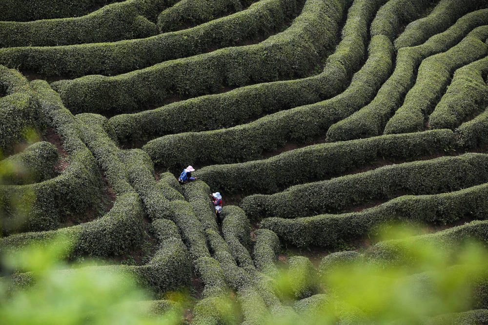 ↑农民在贵州省安顺市西秀区旧州镇茶岭村茶园采摘明前茶。程洪凯 摄