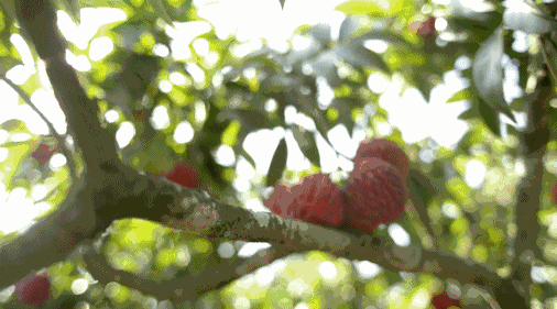 △荔枝红了。