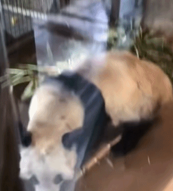 via @朱朱爱草菇