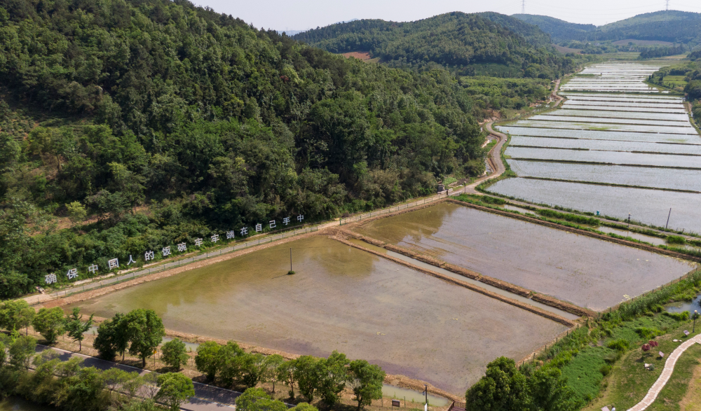 戴庄白沙越光有机水稻种植基地航拍照片。受访者供图