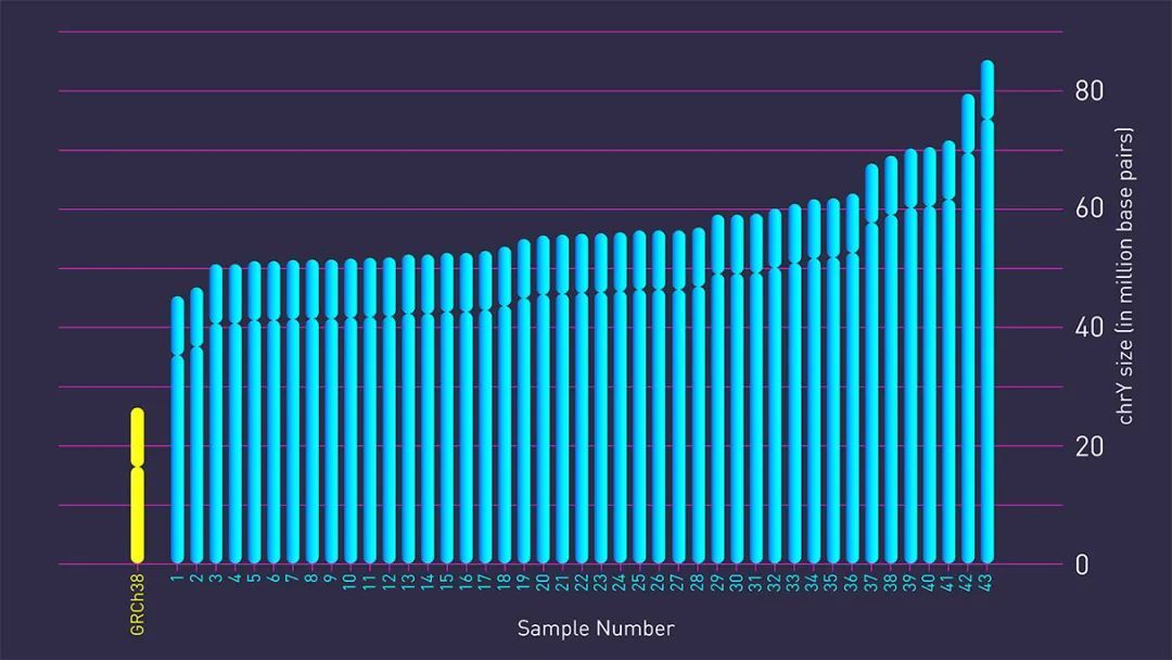 上图显示不同个体 Y 染色体尺寸的差异很大