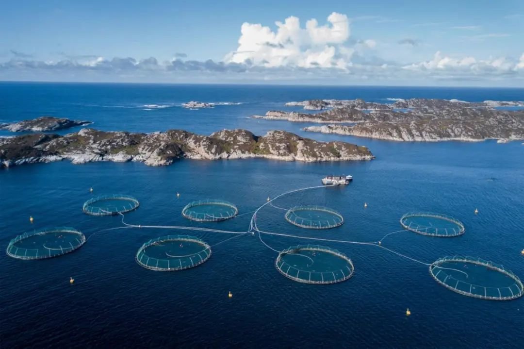挪威等国在深海养殖方面起步早，技术也成熟 图为挪威的一座三文鱼养殖基地