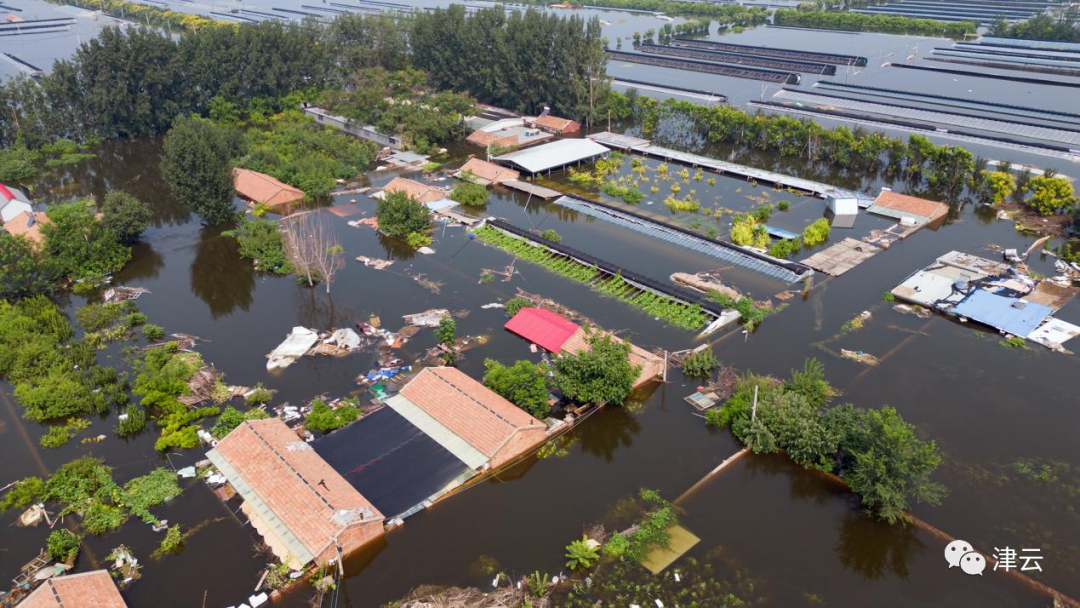 8月9日11时，目测东淀蓄滞洪区内个别区域水位已超过3米。图源：津云新闻