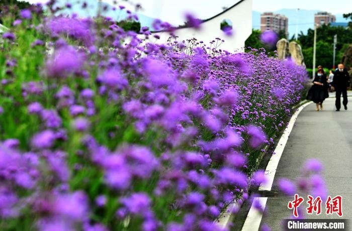 图为5月11日,闽江河口国家湿地公园里鲜花盛开,吸引市民和游客前来观赏、休闲。 张斌 摄