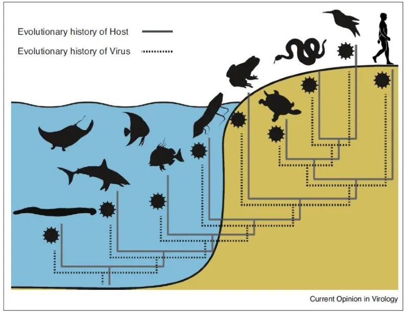 病毒学家张永振:未来5年还会不会出现新发突发传染病?可能规模不会像新冠这么大,但出现是必然