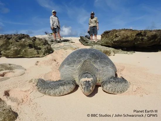 雷恩岛是世界上最大的绿海龟筑巢地。本文图片均由受访者提供