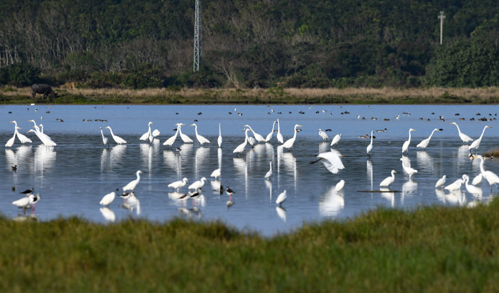 白鹭在海南东寨港国家级自然保护区内栖息（1月30日摄）。新华社记者 杨冠宇 摄