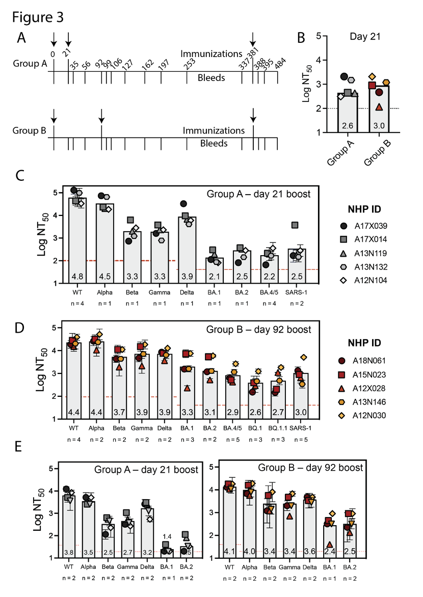 DCFHP-alum在非人灵长类动物中诱导的交叉免疫反应