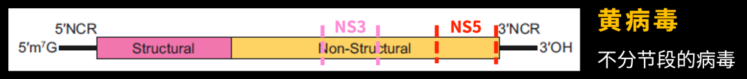 病毒学家张永振:未来5年还会不会出现新发突发传染病?可能规模不会像新冠这么大,但出现是必然