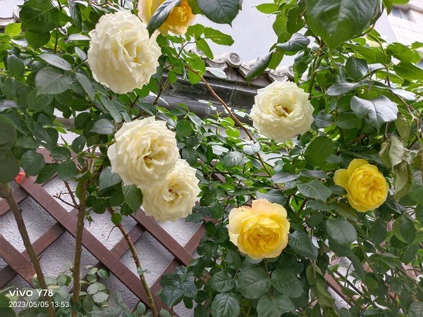 使用vivo Y78拍摄