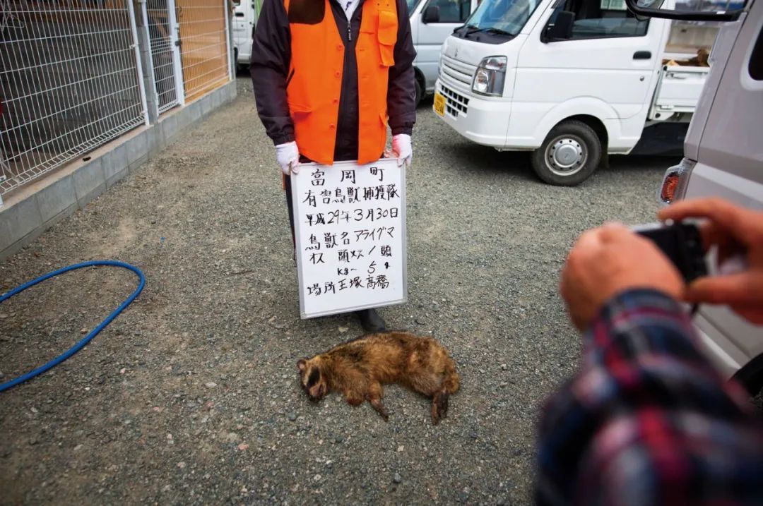 日本福岛，动物管控部门的工作人员枪杀浣熊