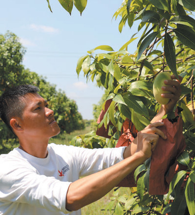 柬埔寨磅士卑省一个芒果园内，果园主管布南正在细致检查芒果长势。该果园生产优质芒果，远销至中国、俄罗斯、日本和韩国。本报记者 赵益普摄