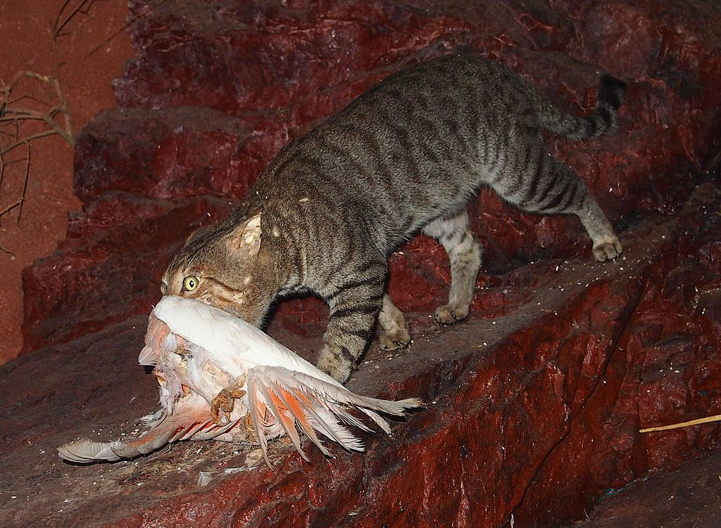 野猫捕捉了只凤头鹦鹉。/wiki