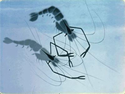 f64015a159f37bc110a482cdb7765c44 (1).gif