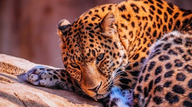 激光高配 升级加量 VIDDA三色激光智能投影C1S评测