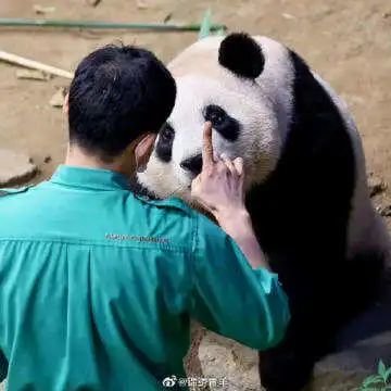 只听得懂韩语的大熊猫福宝｜图源：微博