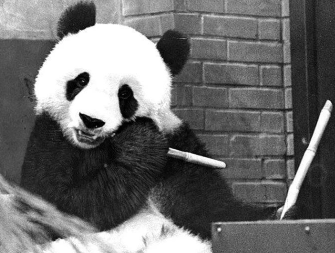 旅日大熊猫康康