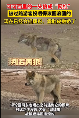 当流浪狗冲上热搜，为何还有人沉迷在可可西里网红狼的欢娱中