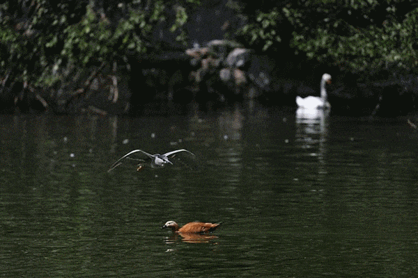 购4500万像素佳能EOS R5赢取变形金刚好礼