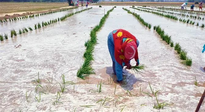 ◆强降雨和洪水毁坏印度北部大量稻田，农民重新开始种植。