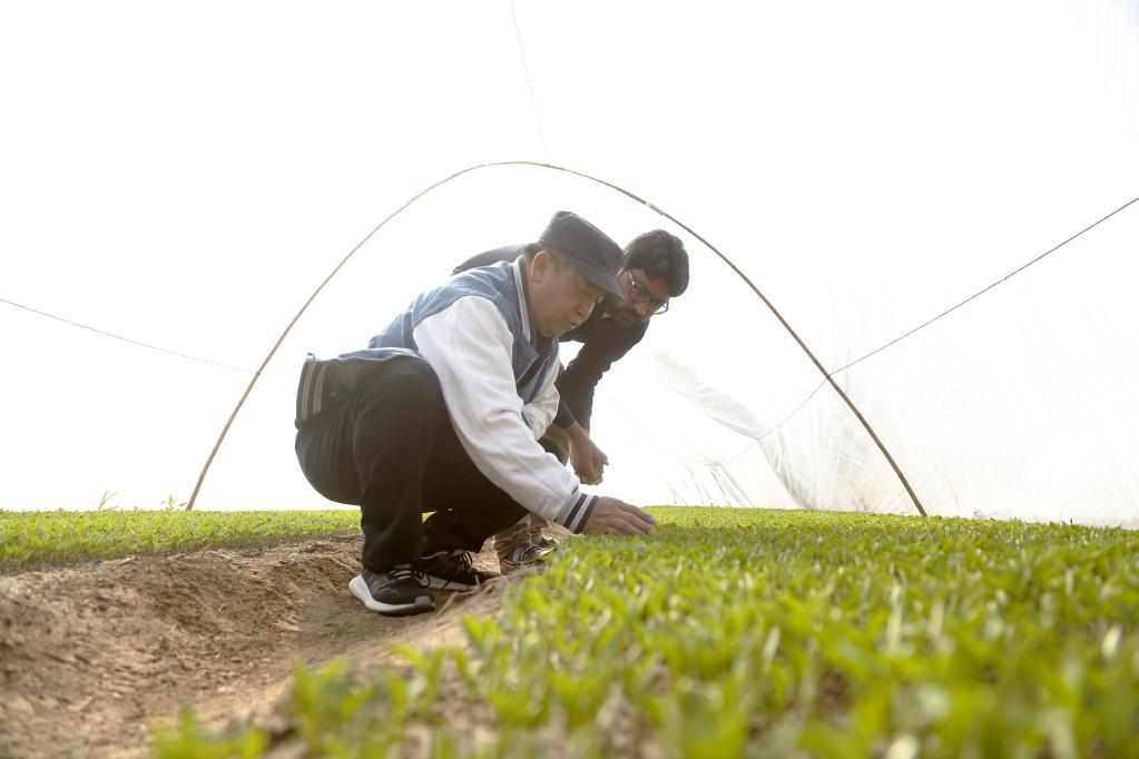 中国农业专家带领巴基斯坦技术员查看辣椒秧苗生长情况