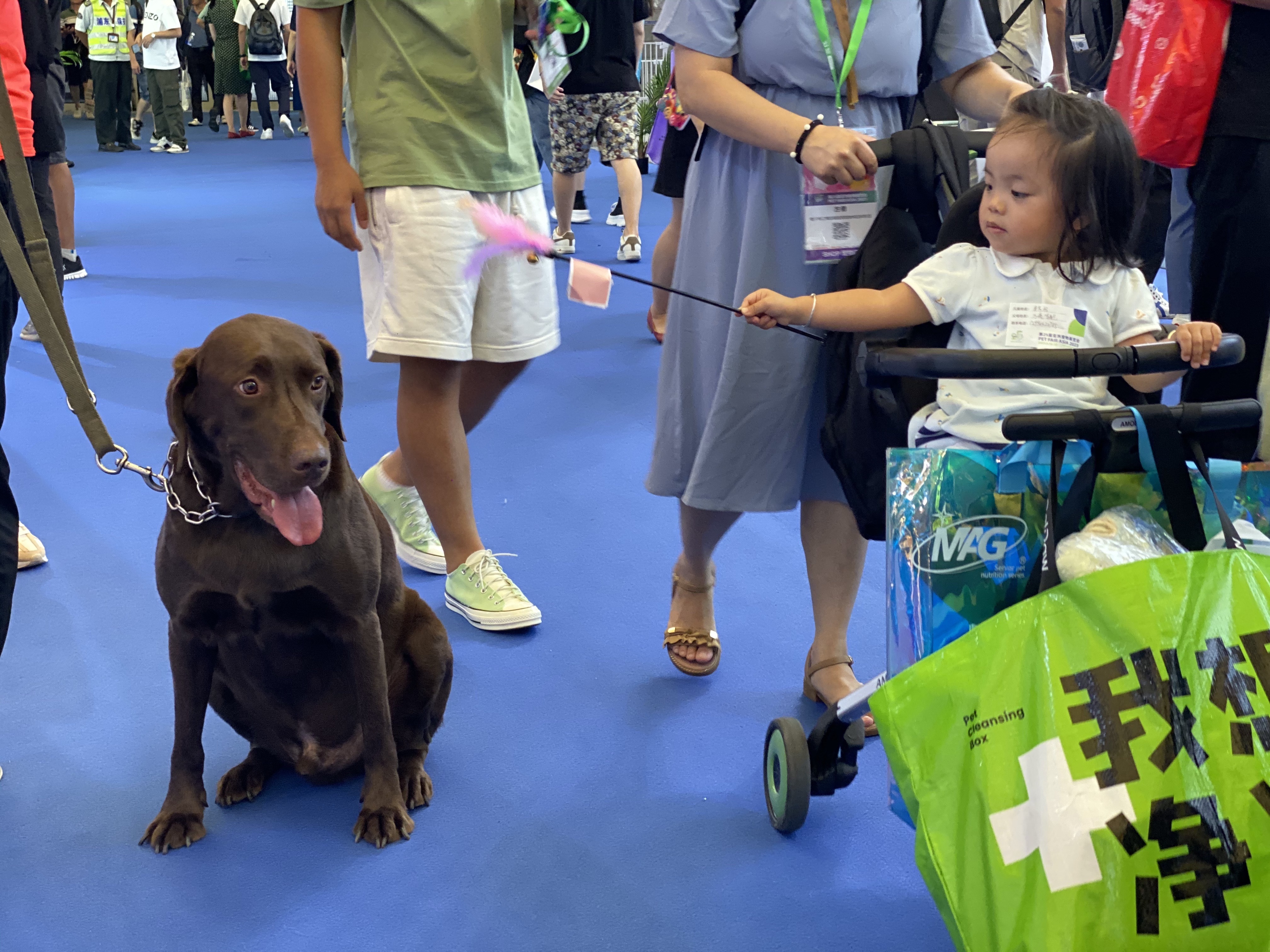 这个宠物展在上海开幕，百余条血统纯正的高端赛犬云集展馆