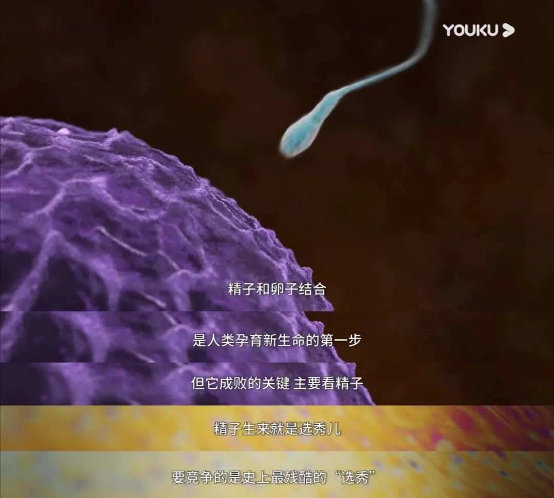 精子、卵子结合的故事模板,经常是男性中心的。/《奇妙的蛋生》