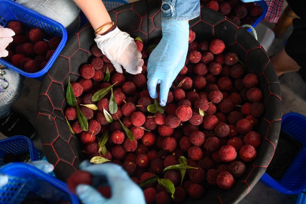 仙居县一家杨梅专业合作社的果农在分拣新鲜的杨梅。