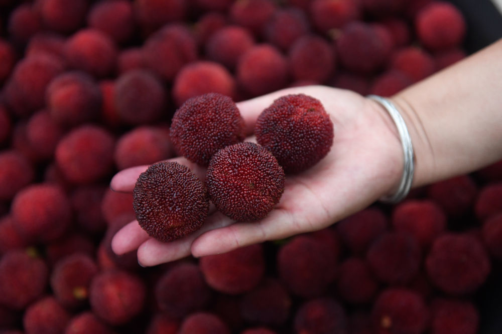 果农展示刚采摘的仙居杨梅。