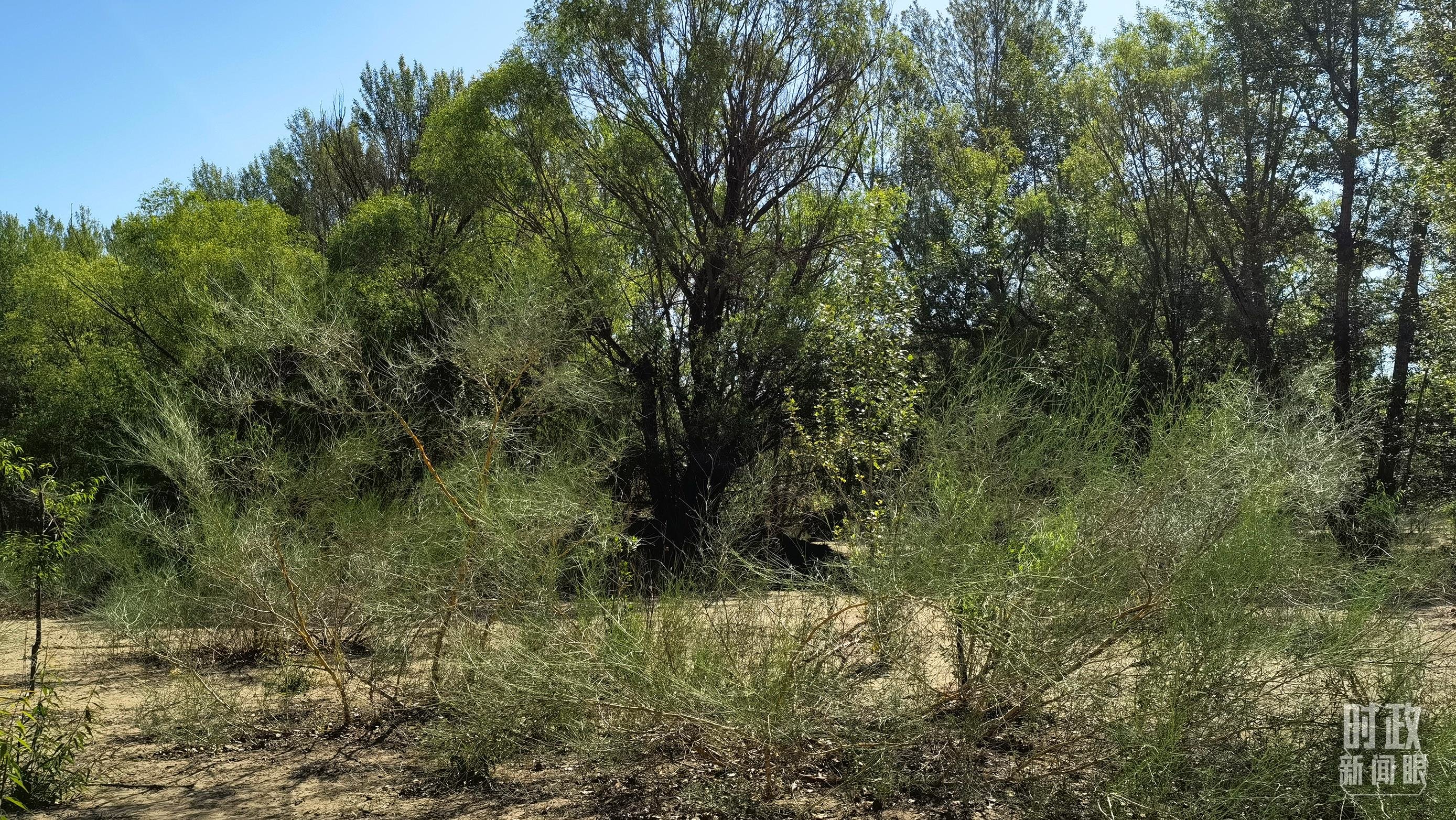 △乔灌草相结合的植被恢复模式。（总台央视记者石丞拍摄）