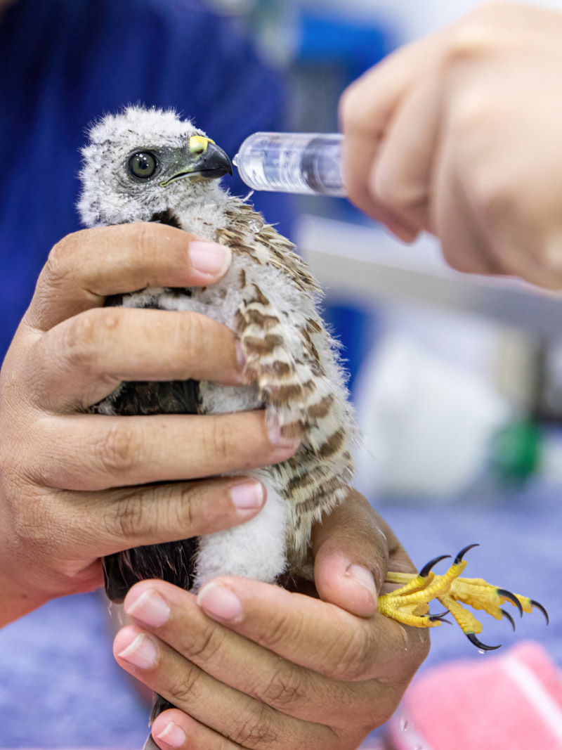 赤腹鷹幼鳥（圖片提供/國際愛護(hù)動物基金會）