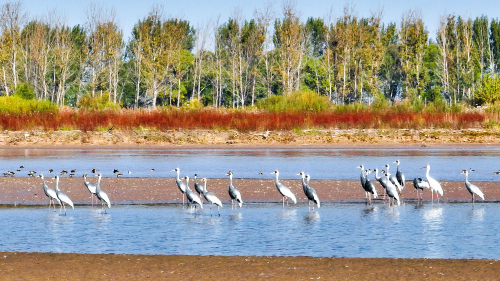 这是在山东黄河三角洲国家级自然保护区拍摄的白枕鹤（2022年10月18日摄）。新华社发（杨斌 摄）
