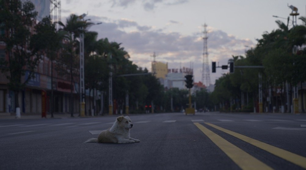 1月6日,云南省德宏州瑞丽市姐告国门社区的主干道国门大道上,因沿街商铺都关门了,路上鲜有车通过,一只狗趴在马路中间休息。