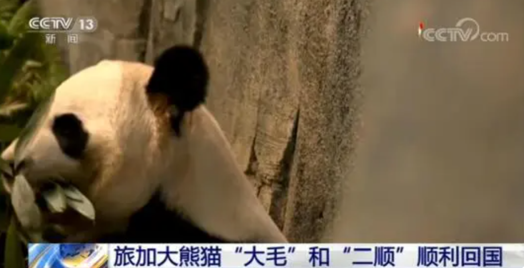 被质疑遭受“虐待”的旅美大熊猫 总算要接回来了