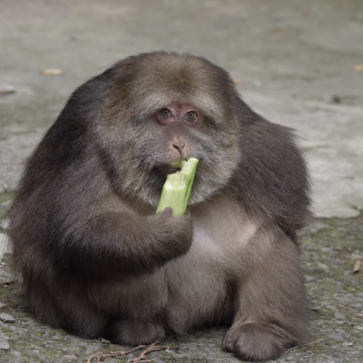生人勿近的独臂猴被师太收养，竟成全网最慈眉善目的猴子？